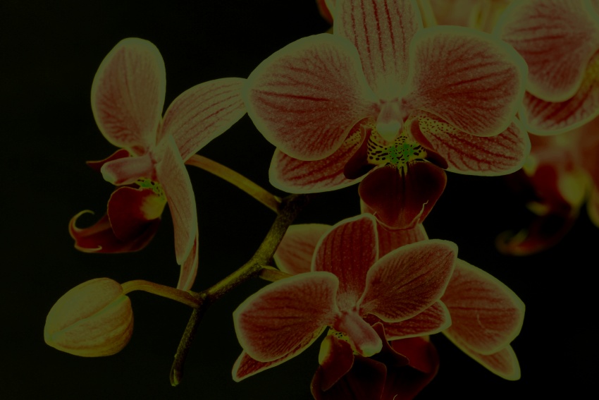 gregorova orchideje 4
