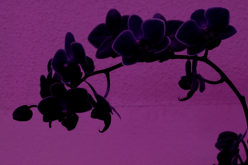 gregorova orchideje 5