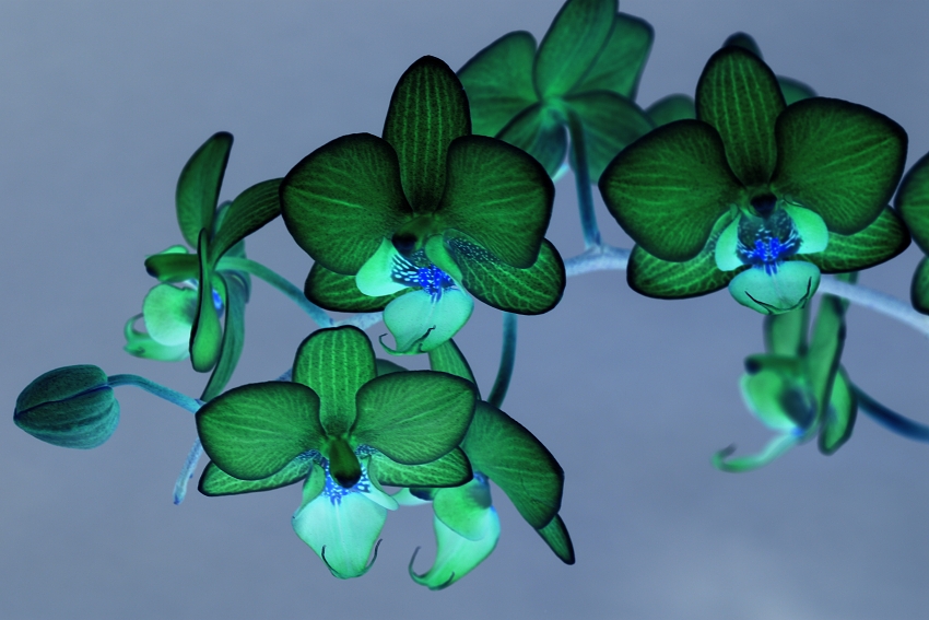 kotrcova orchidej 2