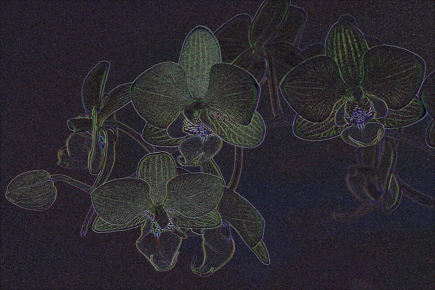 kotrcova orchidej 3