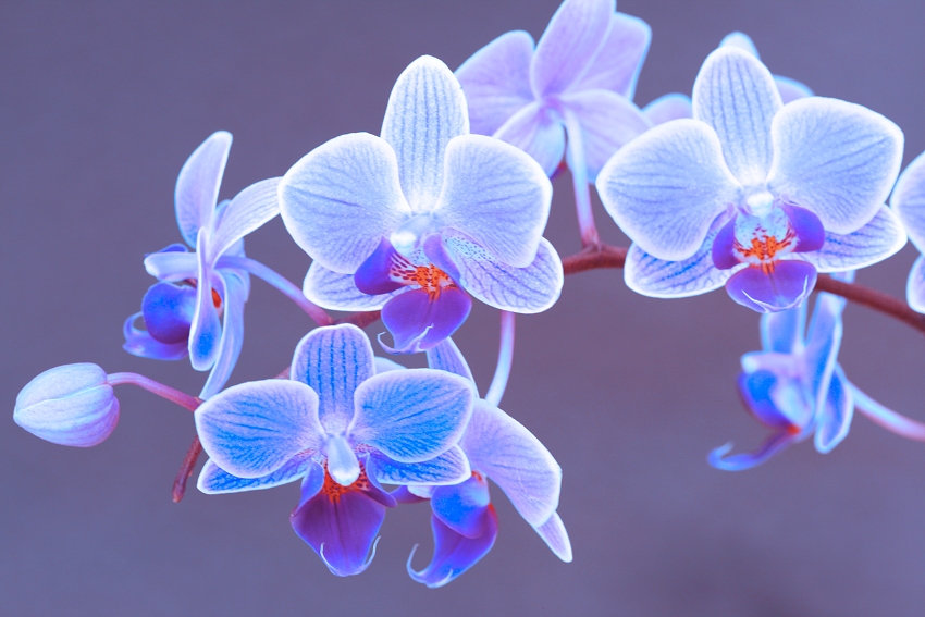 kotrcova orchidej 4