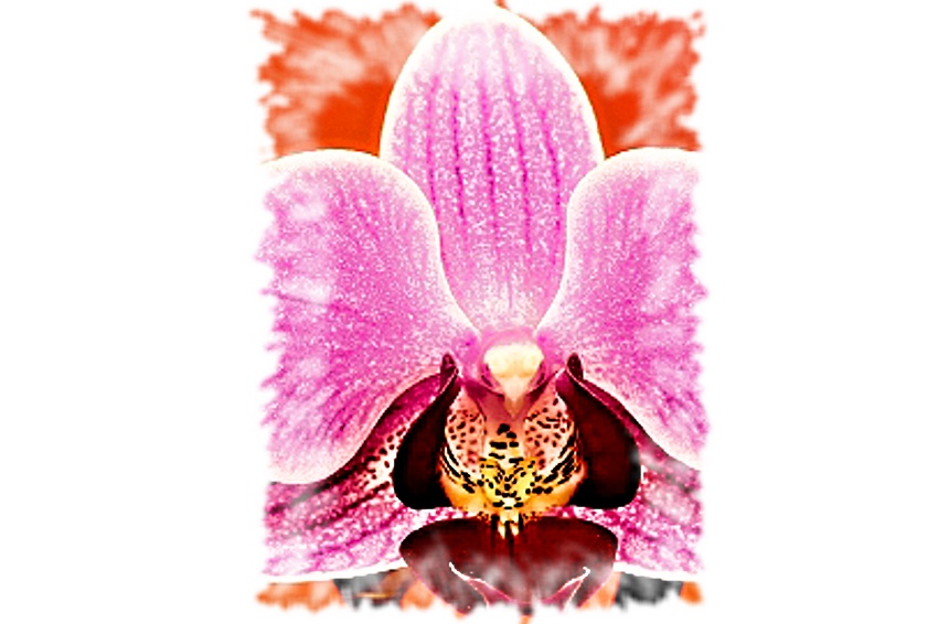 orchidej Jedlicka 2 (2)