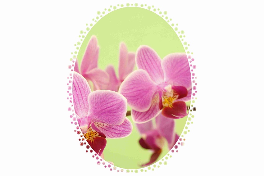orchidej novotná 1
