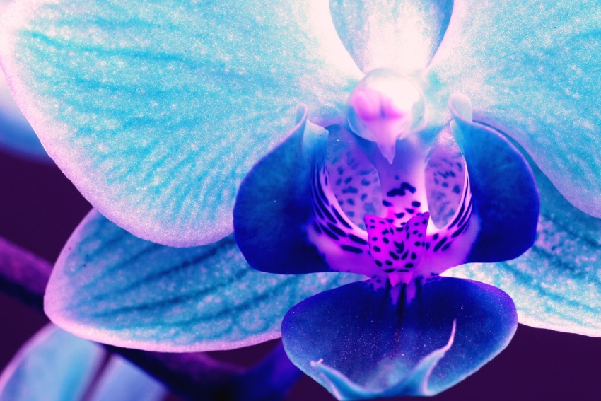 orchidej upravena 2