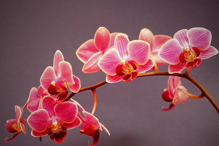Anna Partridge orchidej1