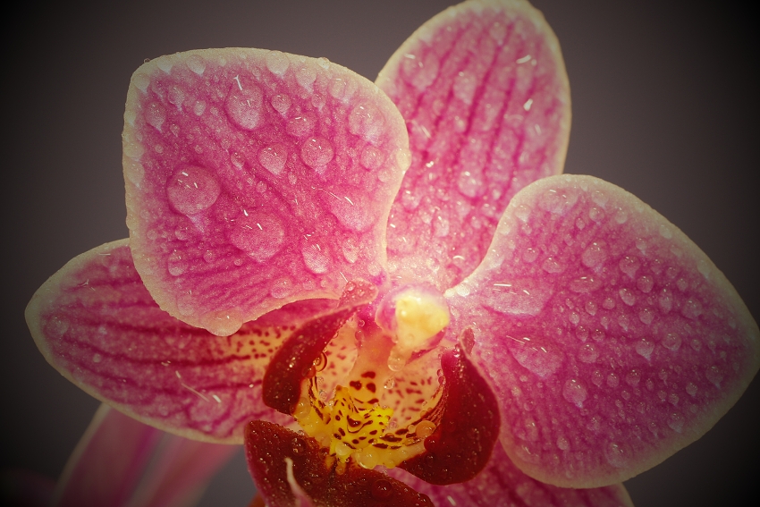 mullerova orchidej 1