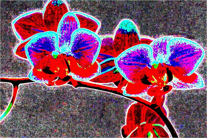 kupka orchidej 4