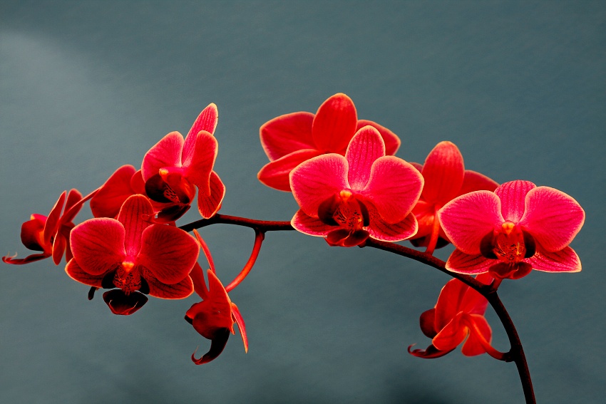 homolka-orchidej1