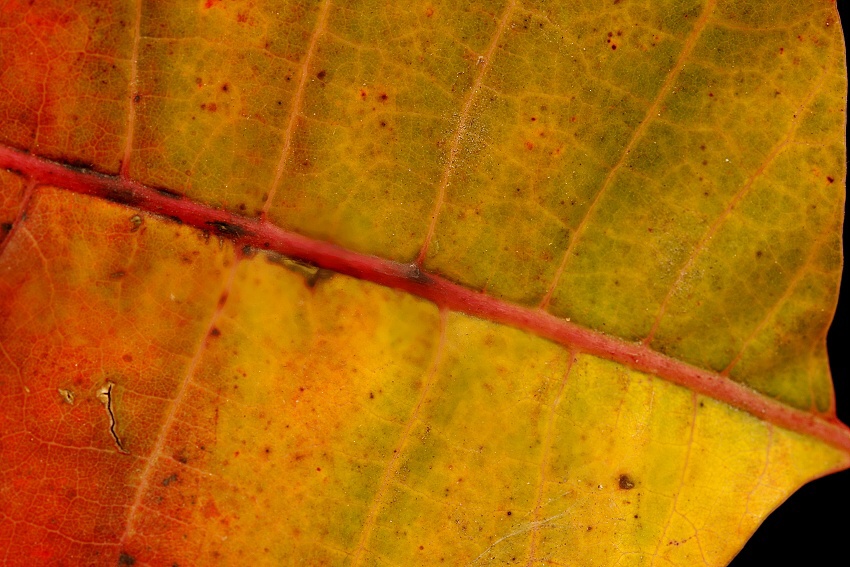 Karolína S. 5.B-všechny barvy podzimu