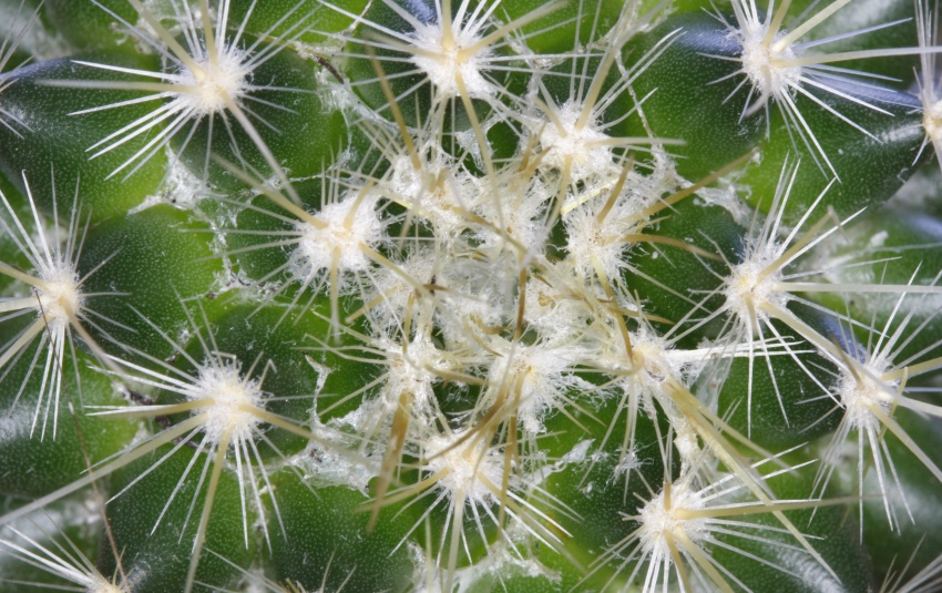 ruda cactus