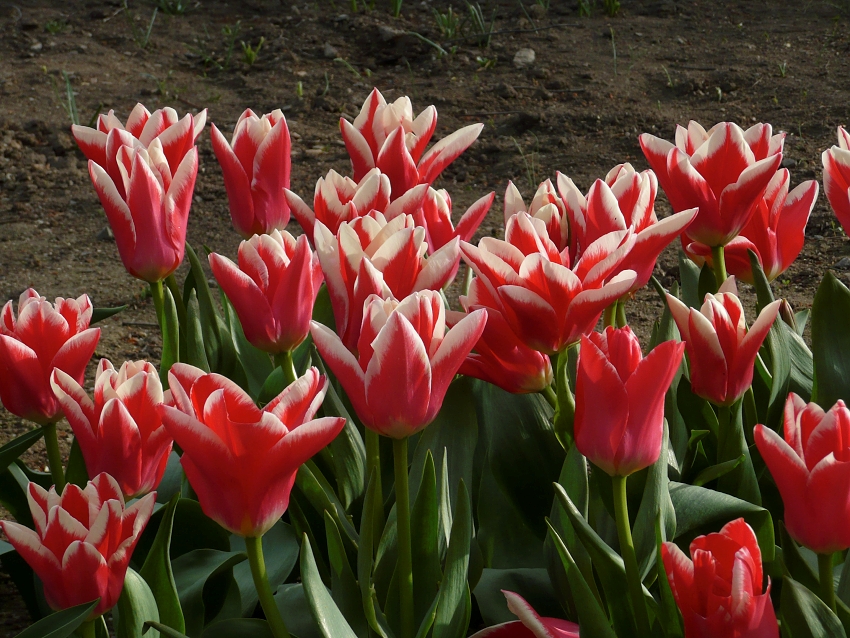 Lucie_K. - Červené tulipány