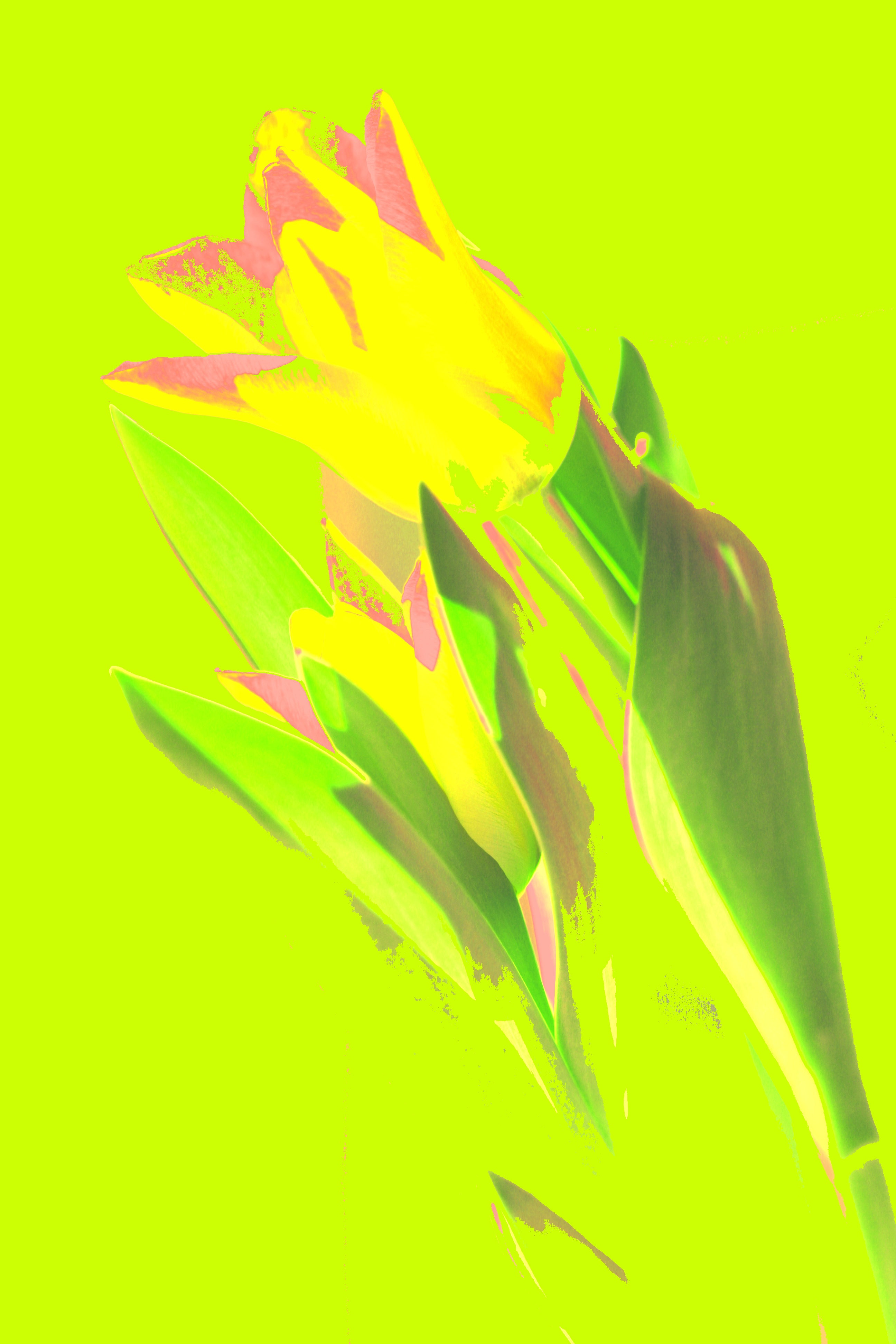 julie tulipan 7