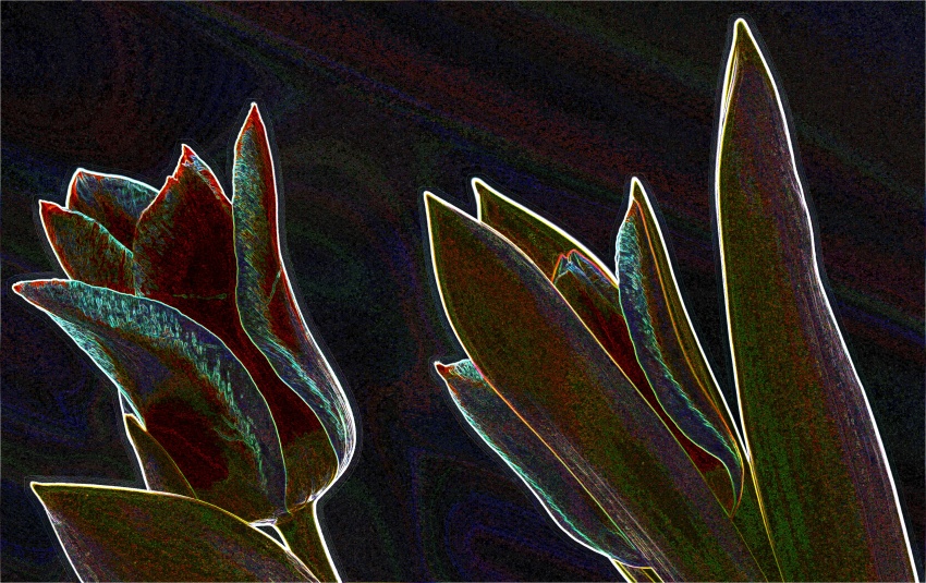 Kristýna - tulipány 4