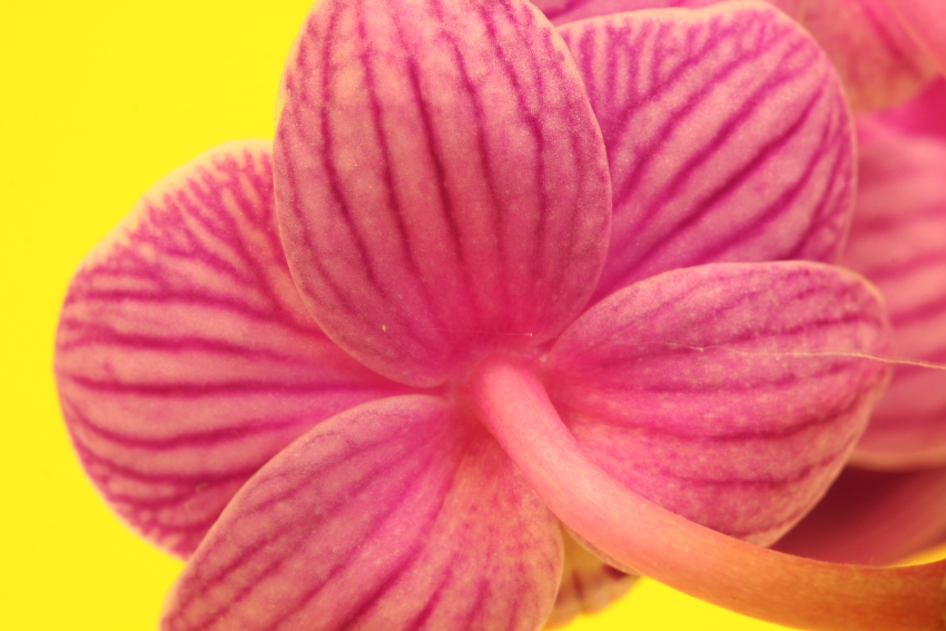ESTER orchidej 1