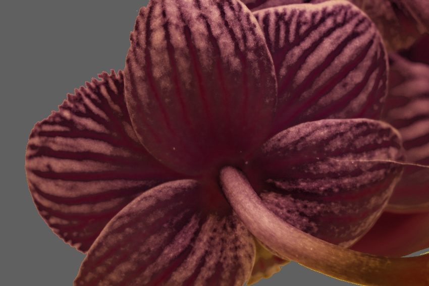 ESTER orchidej 24