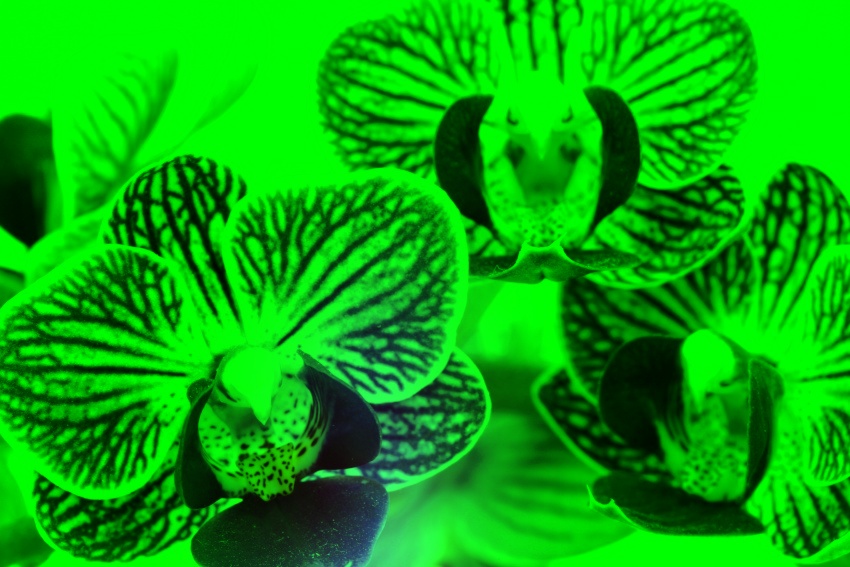 magda-orchidej 4