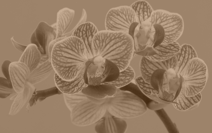 michael orchidej 3