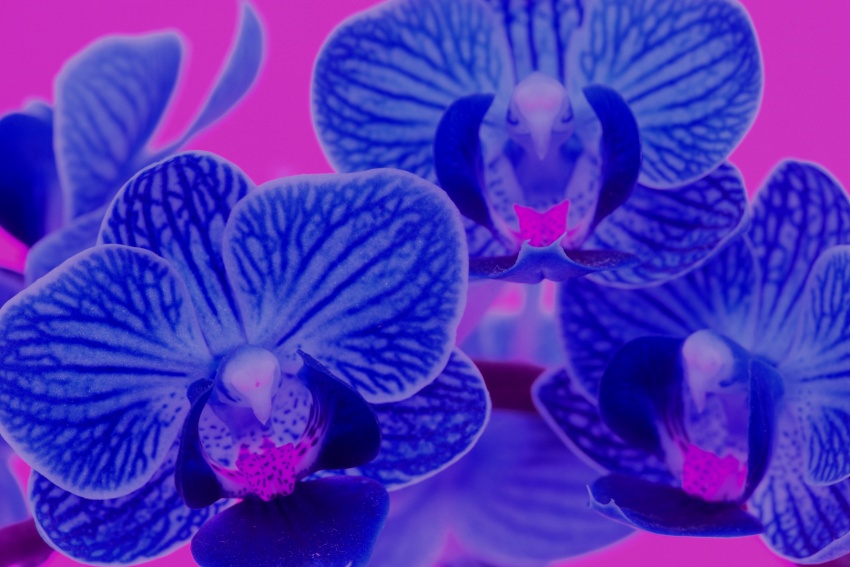 anna orchidej 1