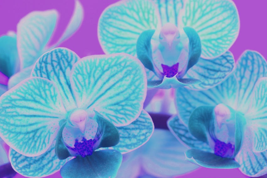 anna orchidej 8