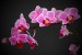 davidova orchidej 1