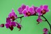 davidova orchidej 2