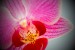 davidova orchidej 3