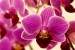 davidova orchidej 4