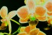 gregorova orchideje 7