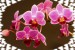 kotrcova orchidej 5