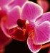 Neubauerová orchidej