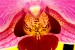 orchidej Jedlicka 1