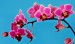 Regentová Kristýna orchidej 1