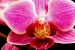 regentová kristýna orchidej 8