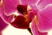 viki hornakova  orchidej 3