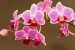 orchidej kotrčová 1