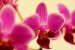 Orchidej2-Dvořák