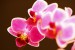 Orchidej3-Dvořák