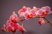Anna Partridge orchidej1