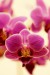 Anna Partridge orchidej2