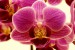 Anna Partridge orchidej3