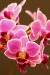 Martin Flowarczny-orchidej1