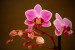 kratochvilova orchidej2