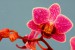 kratochvilova orchidej 1