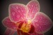 mullerova orchidej 1
