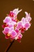 mullerova orchidej 2