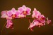 drtinova orchidej1