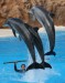 Sára D. 5.B delfín skákavý