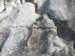 Simon_V. LUMBRICUS_TERRESTRIS