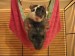 Zuzana_D. Sestry