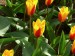 Lucie_K. - Žluté tulipány